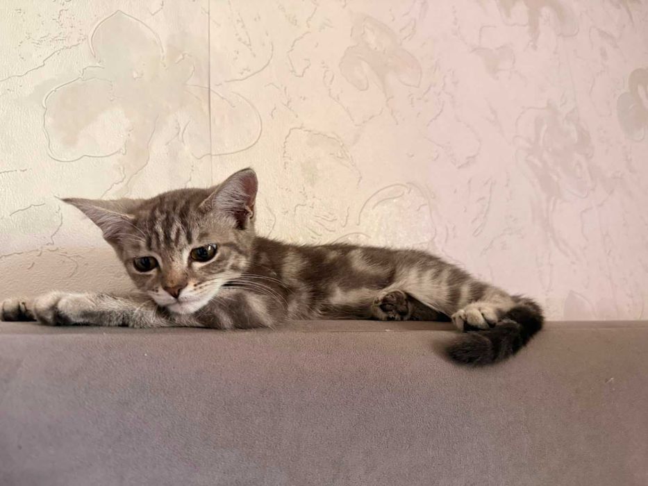 Котёнок-мальчик в добрые руки