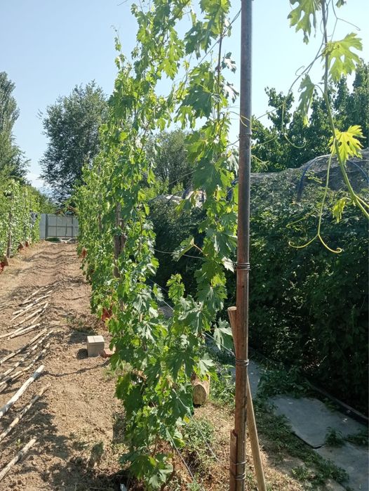 Продам участок с домом
