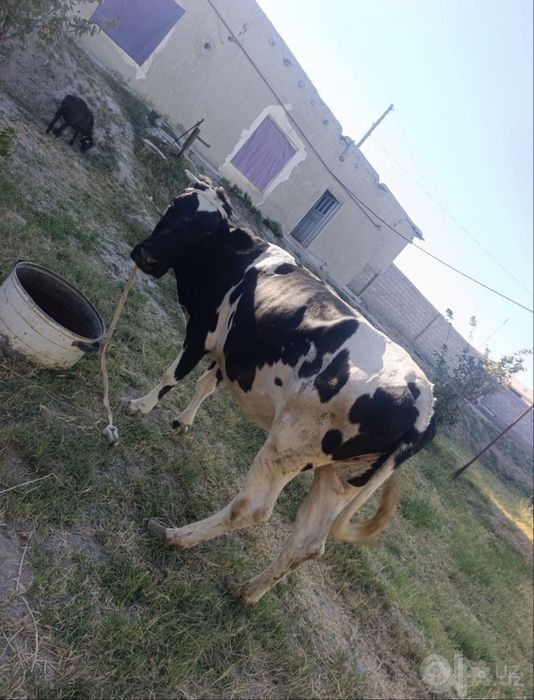 Mol sotiladi srochno