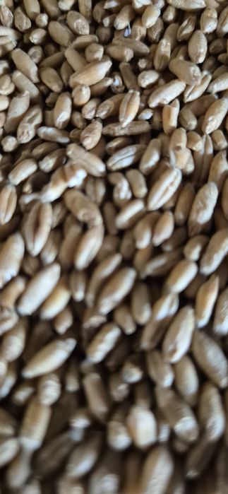 Triticale pentru semanat sau furajat