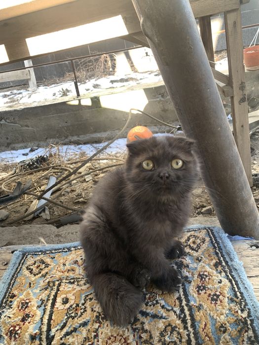 отдам в хорошие руки