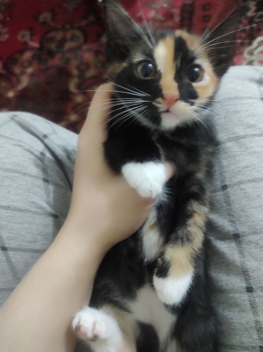 Отдам даром котят в хорошие руки