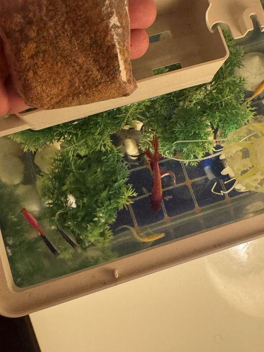 Продается рыба,аквариум,многа Camaro  коллекция автомобилей Porshe