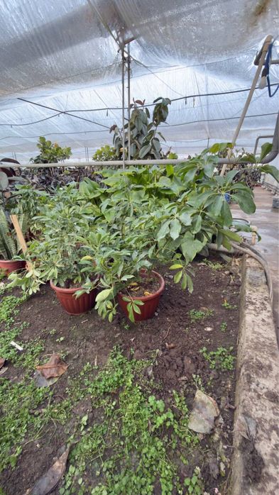 Fikus Kala Malochay Aloe Gullari sotiladi