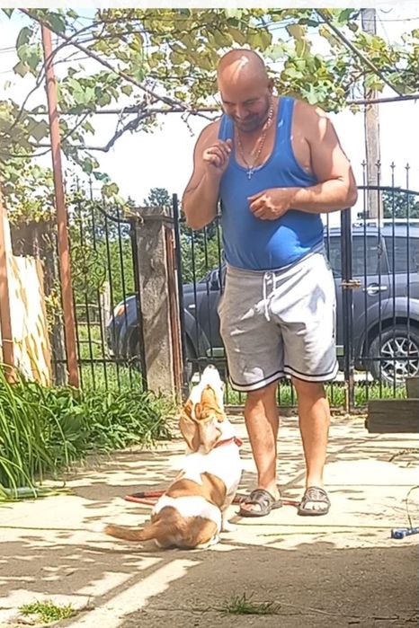 Dresaj canin de calitate si PENSIUNE CANINA