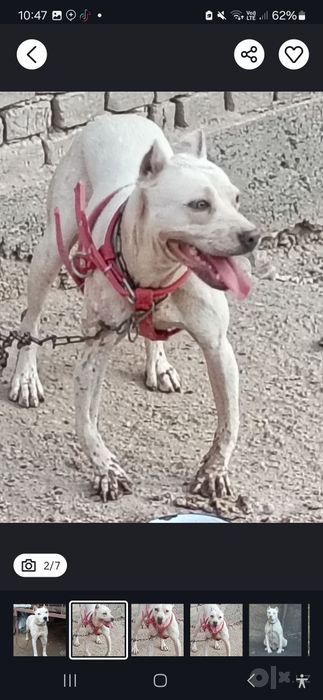 Argentina dogosi