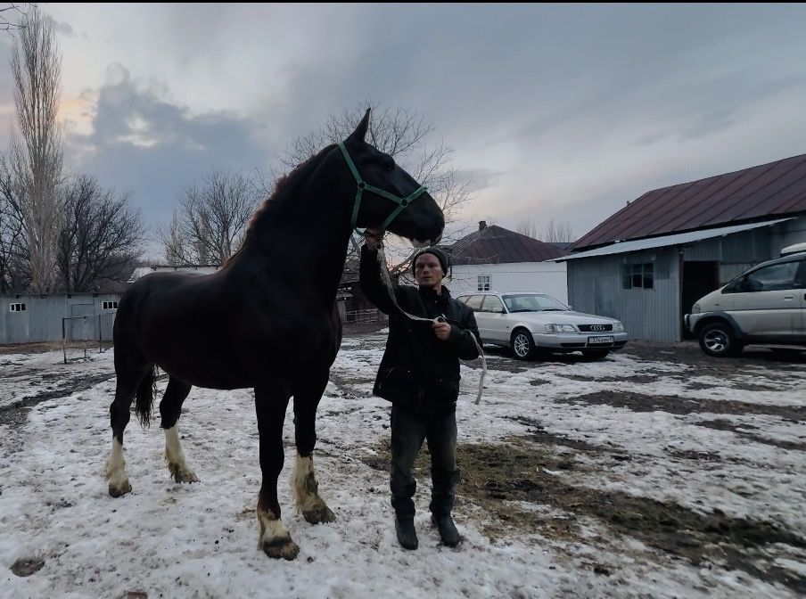 Продам Элитную Кобылу
