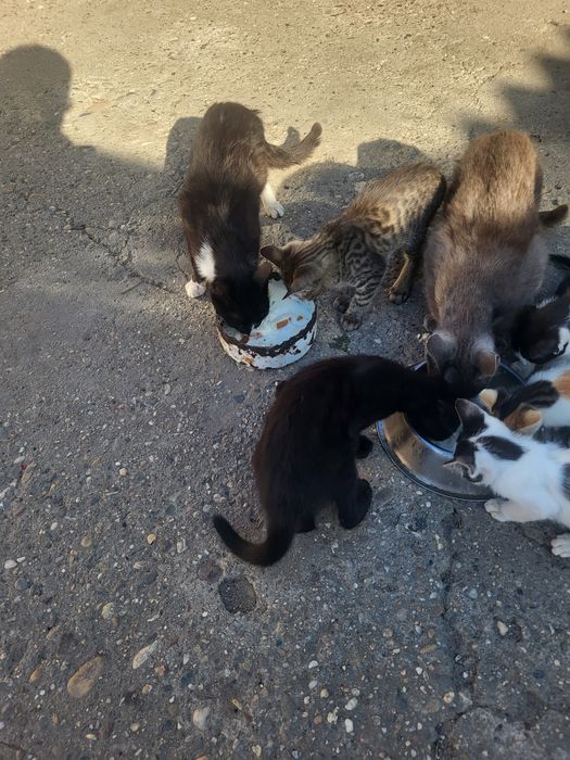 Donez pui de pisică