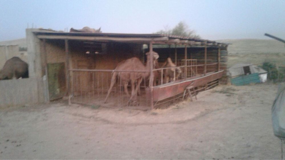 Ферма сотилади – Чорвачилик учун ажойиб жой!