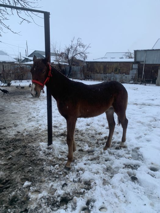 Жабагы тай сатылады