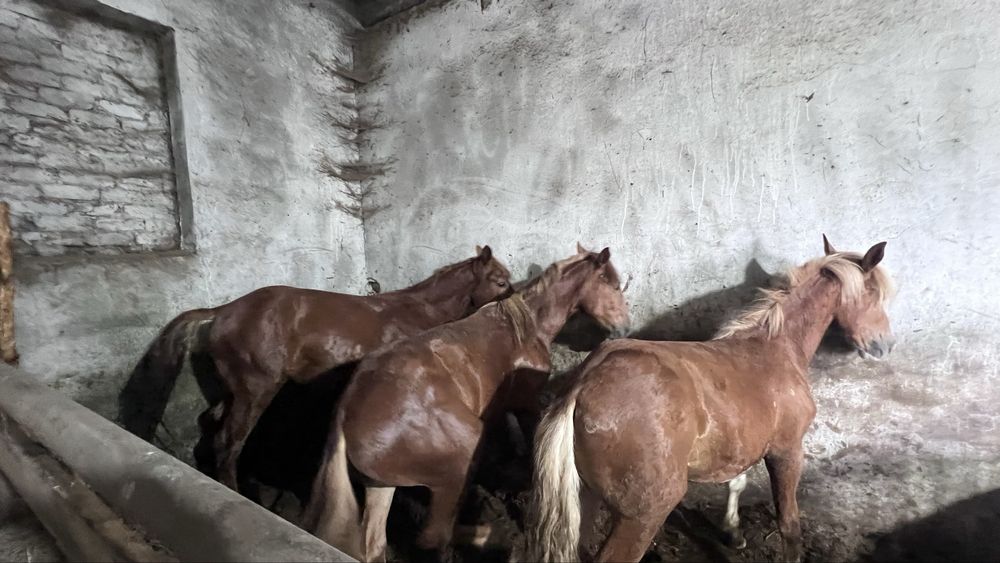 Откорм лошадь, молодняк,