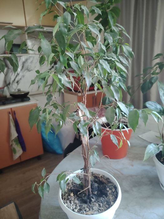 Продам цветы большие