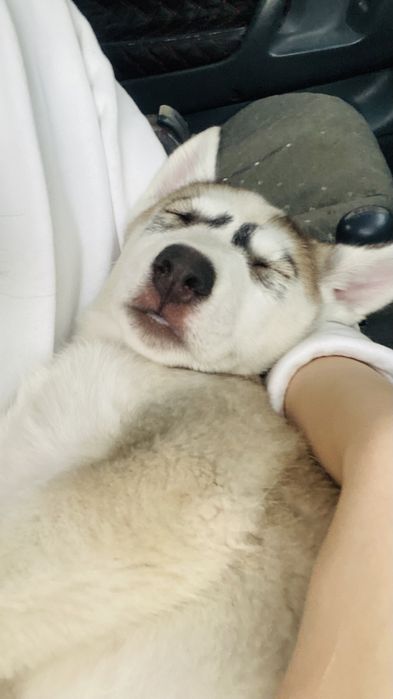 Сибирский хаски