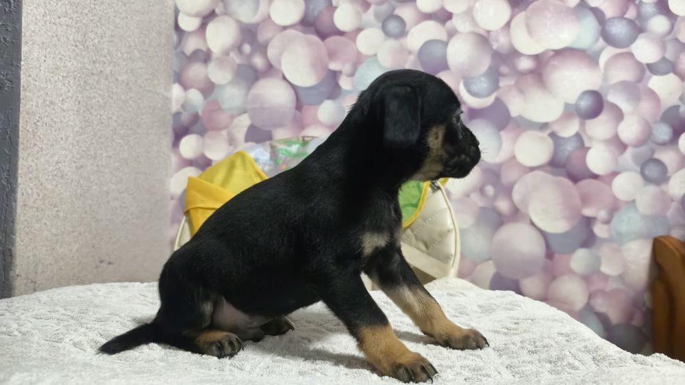 Продам щенков французского бульдога метисы !!