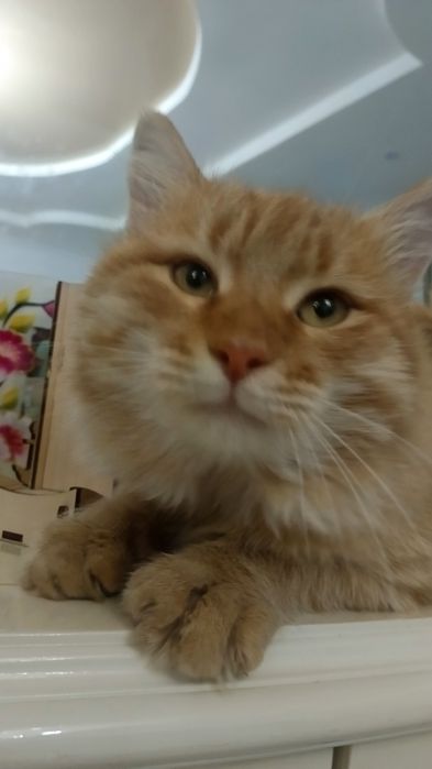 Пропал рыжий Кот!