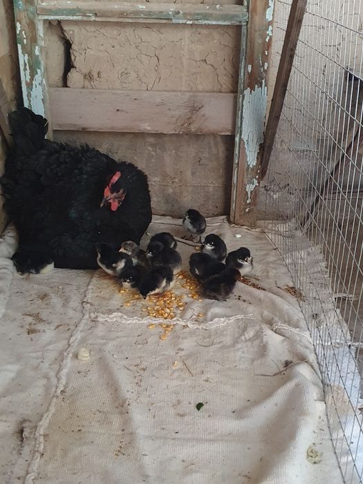 Qara tovuqlar va brama tovuqlar sotiladi