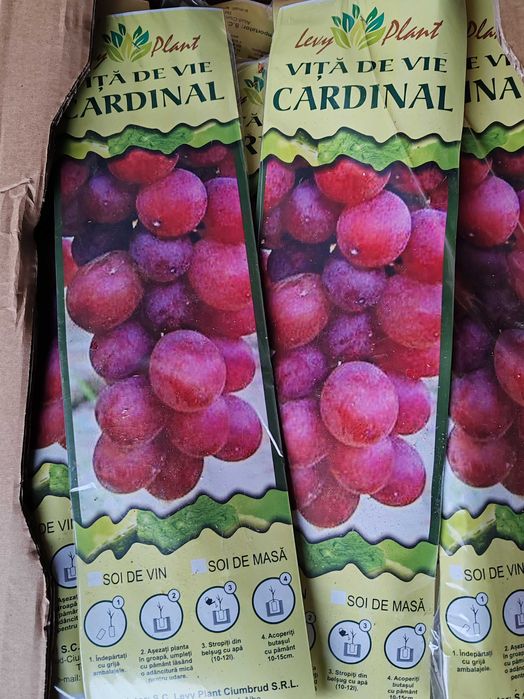 butasi vita de vie cu radacina impachetata