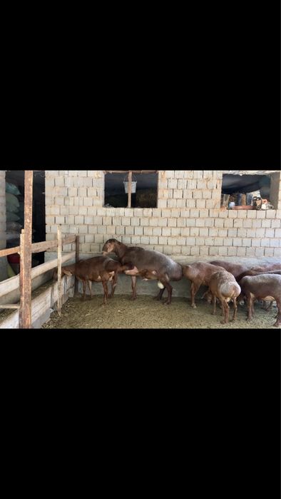 Hisori quchqor buyi 98 ves 140kg