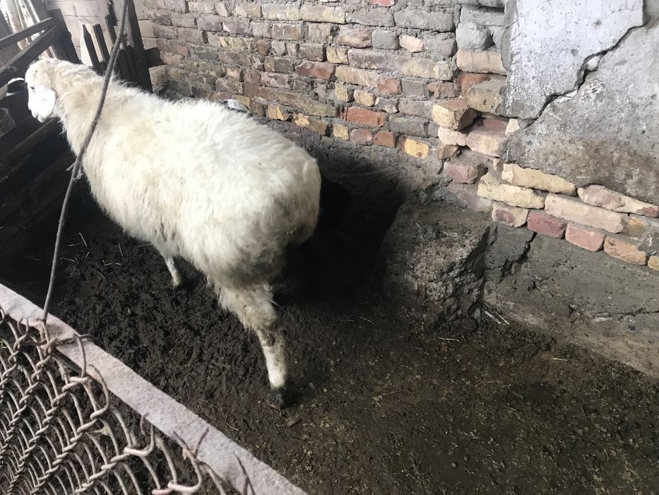 бараны срочно продуются