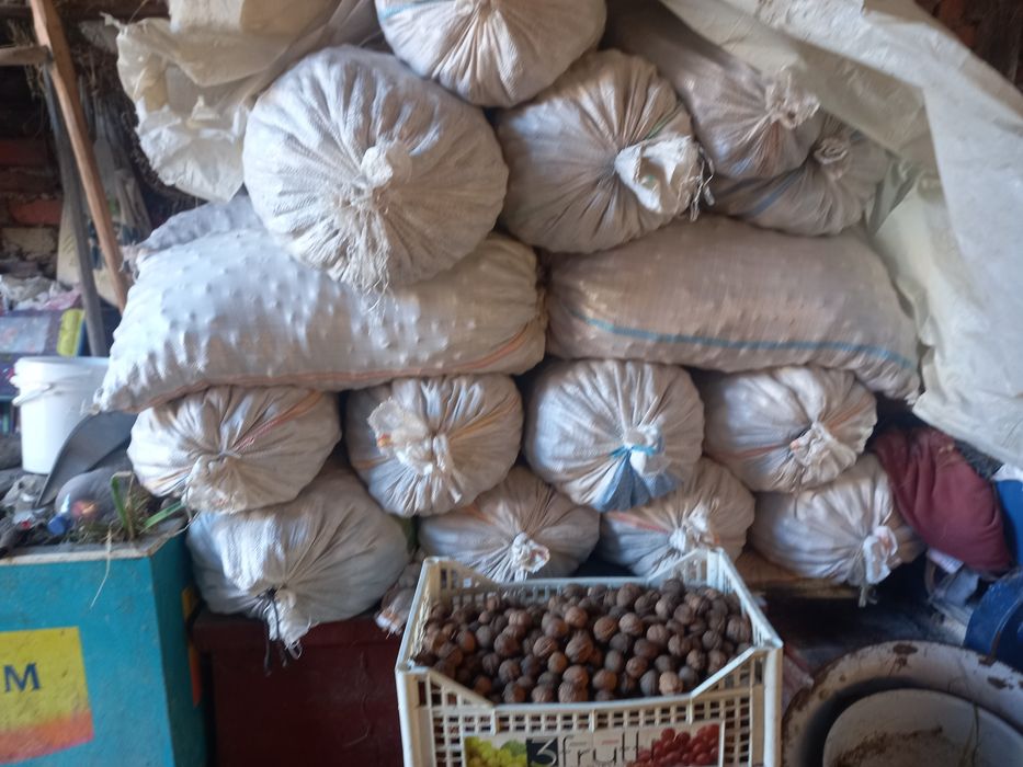 Vind nucă în coajă, 2025