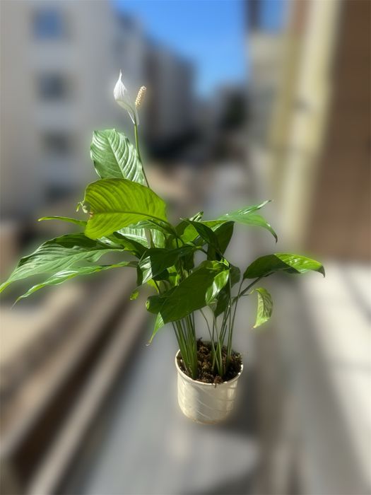 Спатифилум  в керамична саксия