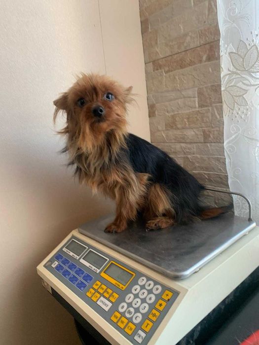 продавам мъжки йоркшир териери