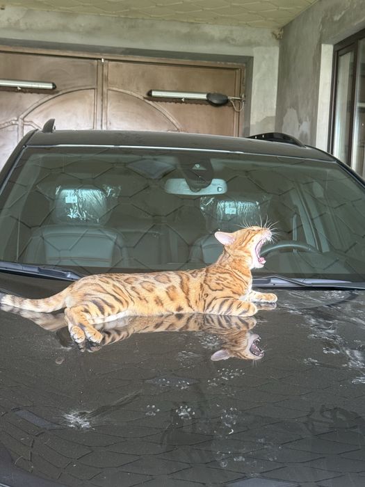 Бенгальский красивый котенок