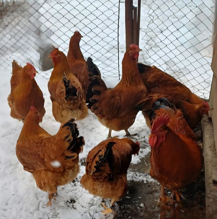 Ouă incubat Australorp si New Hampshire