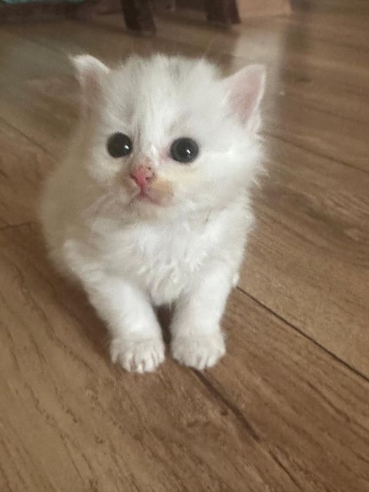 Отдам котенка в добрые руки