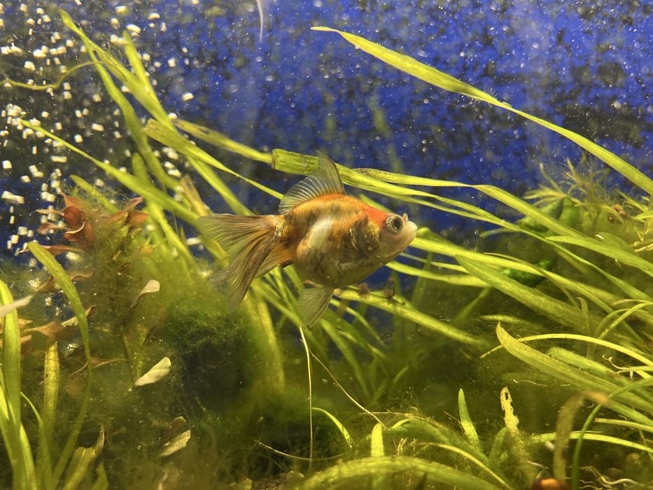 Продам золотых рыбок