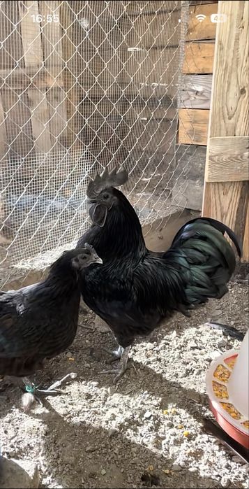Cocos Ayam Cemani