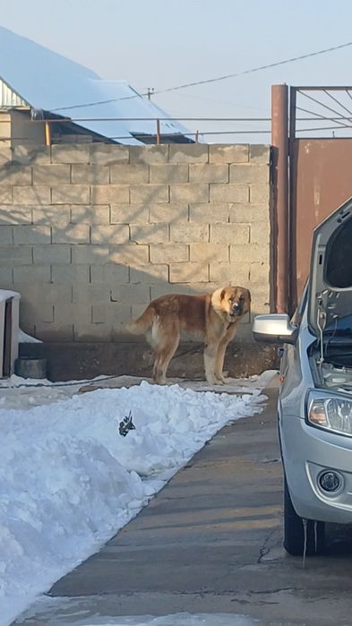Алабай тобет ит сатлады.супер тяаж.