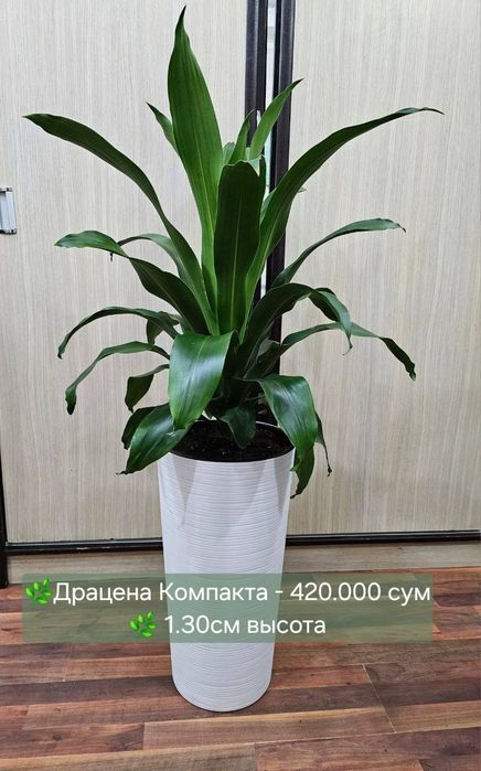 Драцена, Монстера, Дипсис, Замиокулькас, Сансевиерия