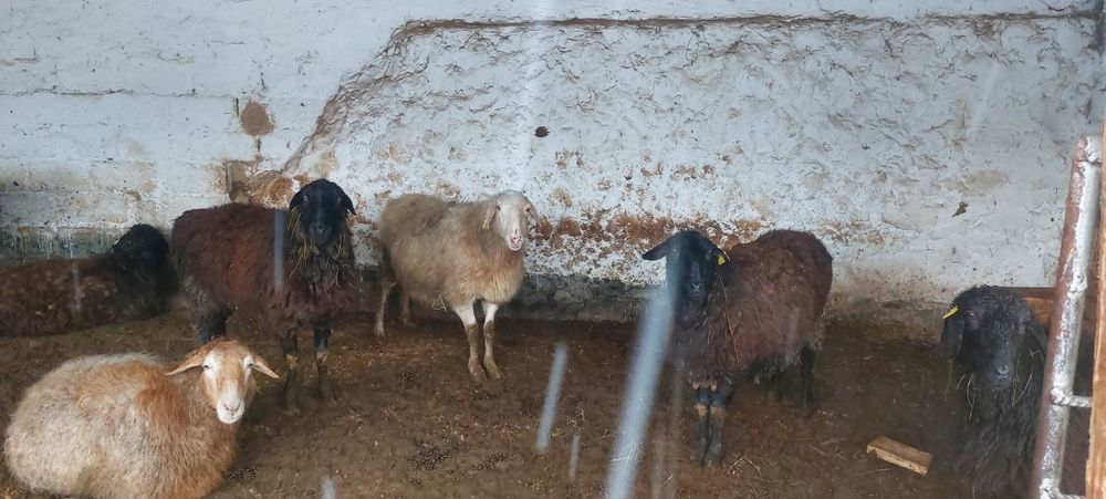 Овцы Продаётсяяя