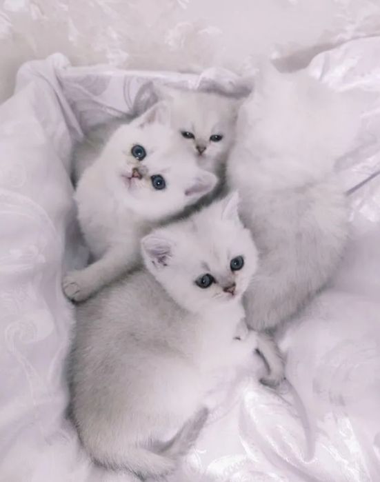 Шиншилла серебро шотландцы