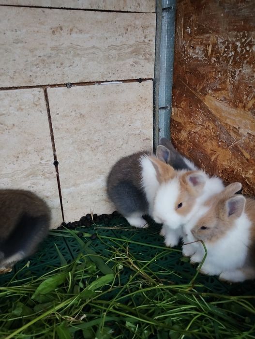 Iepurasi pitici  nu cresc mari