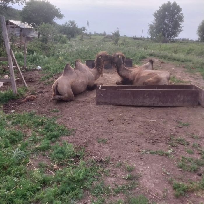 Ассалаумағалайкум