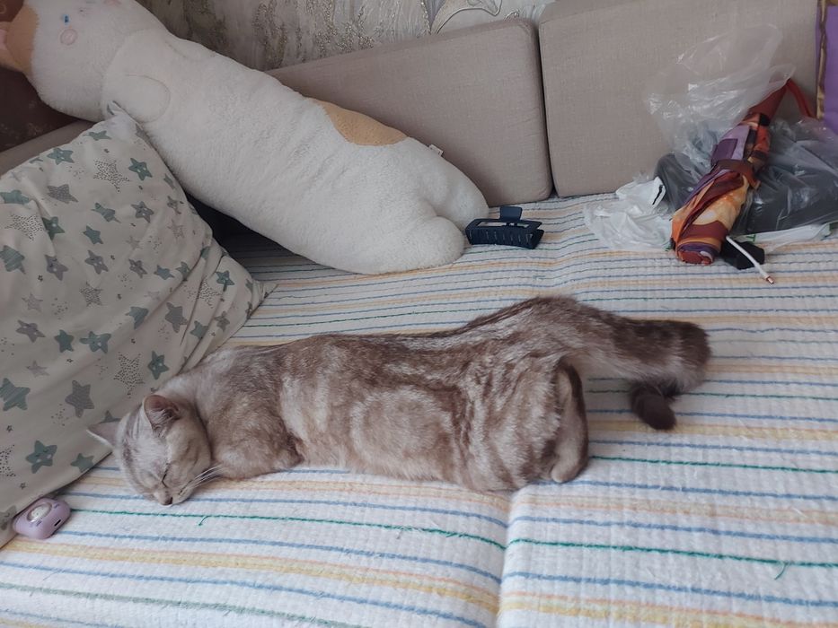Ласковый котик в добрые руки