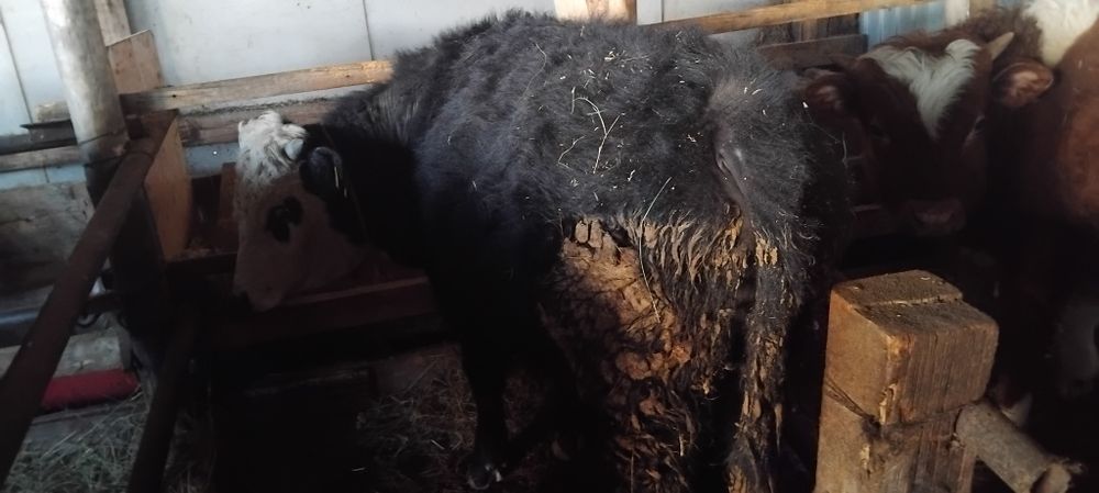 Еркек баспақтар сатылады