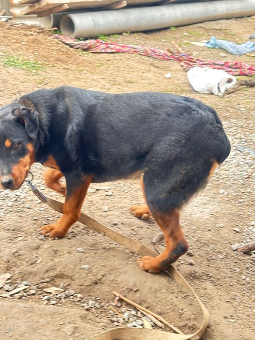 Rotveller kuchuk Sotiladi