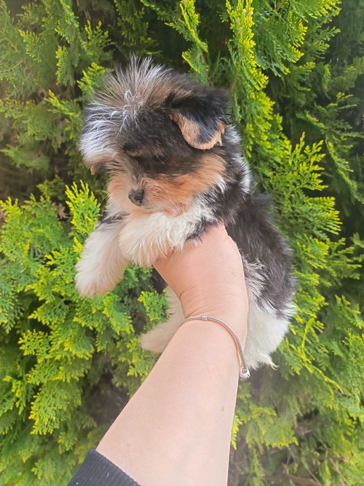 Бивер Йоркширски териер