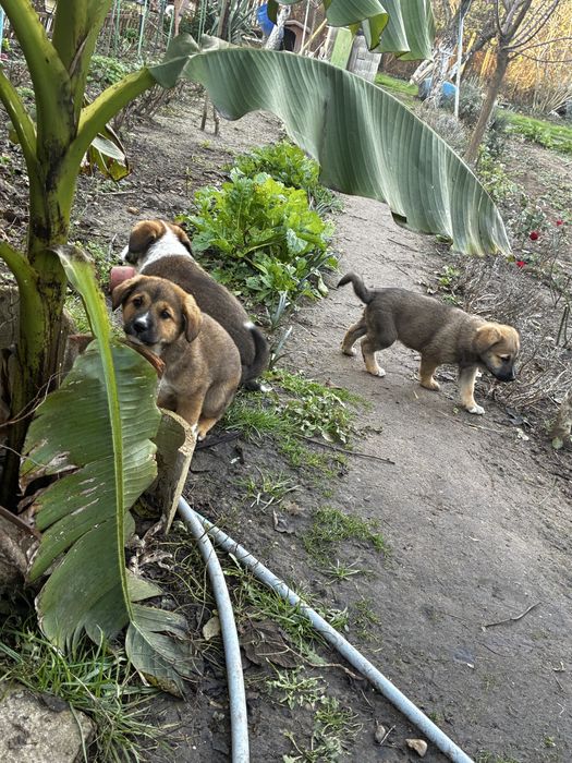 Кученца които спешно търсят дом