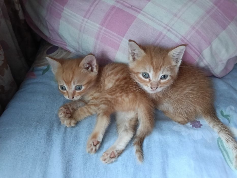 Котята  в добрые руки