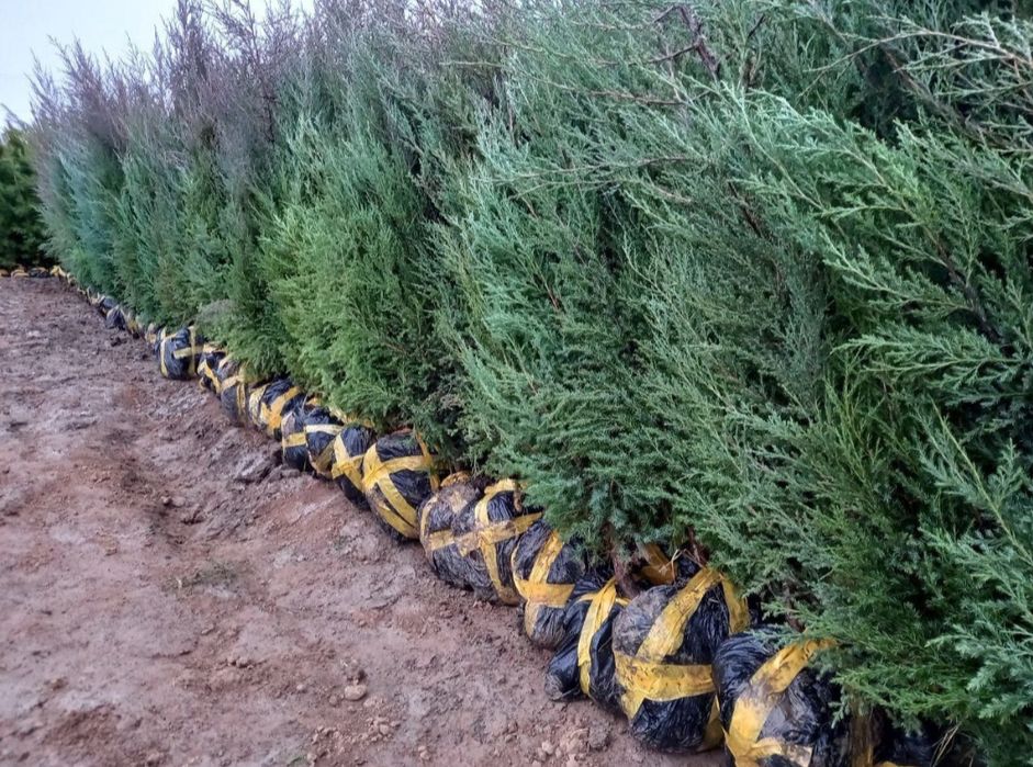 Archa Мы высаживаем саженцы можжевельника всех видов.