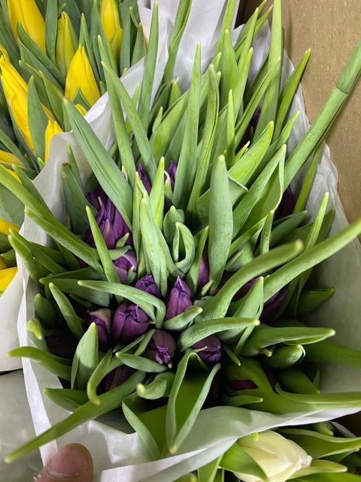 Тюльпаны предзаказ