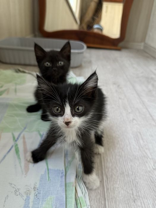 срочно! заберите котенка!
