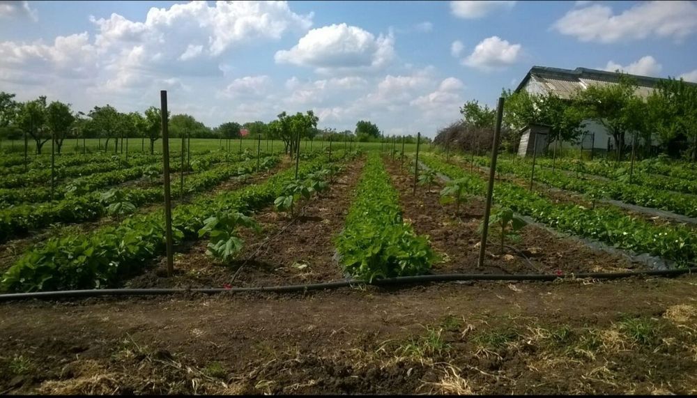 Stoloni Capsuni A+ Unifer/Remontant