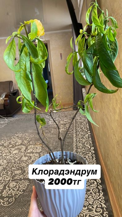 Продам комнатные цветы