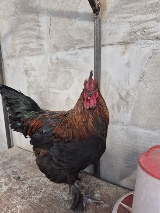 Петушок маран черно-медный.