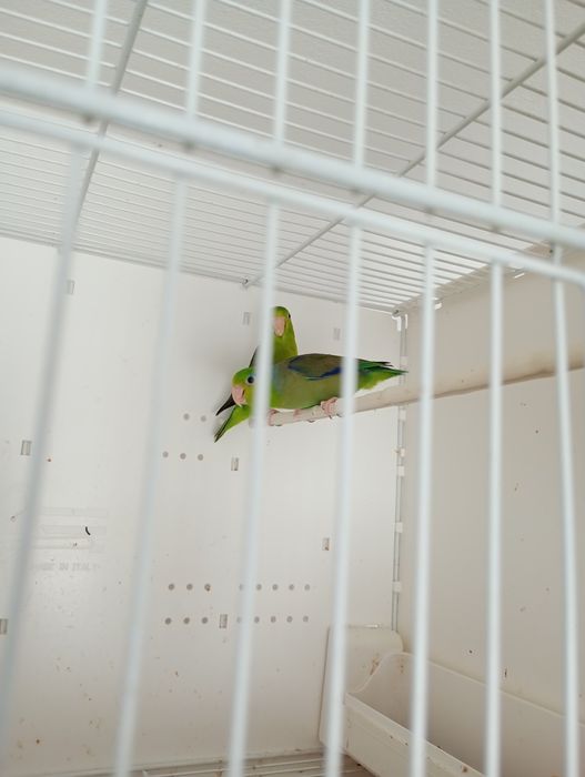 Papagali Forpus (micul celest)